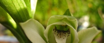 orquidea_del_talar.jpg