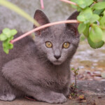 Luni, pocos días después de ser rescatado