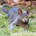 Luni, cachorro, disfrutando el pasto