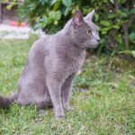 Luni, esperando ver lagartijas