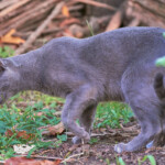 Luni, investigando a otros bichos