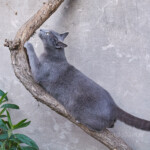 Luni, afilándose y trepando