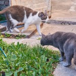 Luni (gris) y Casper (gris y blanco)