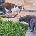 Luni (gris) y Casper (gris y blanco)